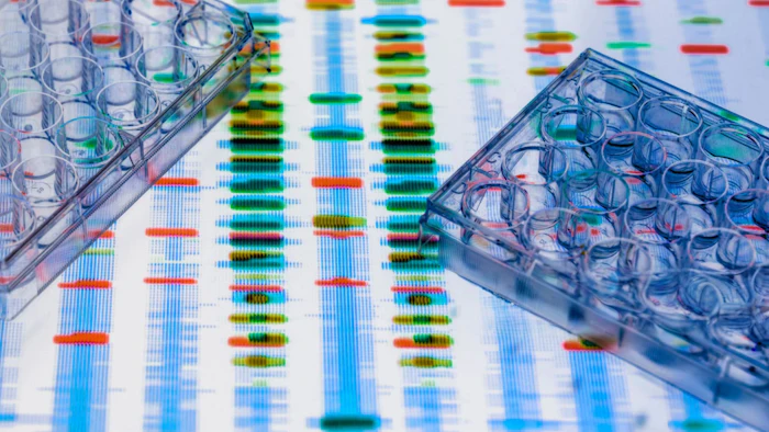 DNA sequencing gel with colored bands displayed beneath laboratory sample trays used in genetic analysis
